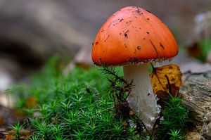 Agaric tue-mouches