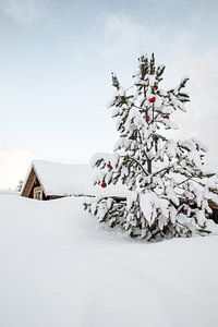 Weihnachtsbaum in der Winterlandschaft im norwegischen Lappland