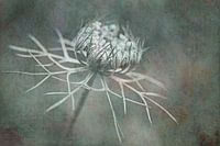 Wild carrot Art