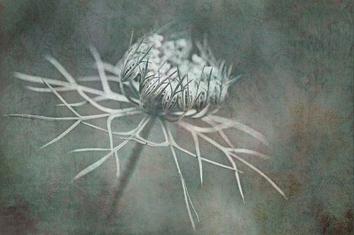 Wild carrot Art