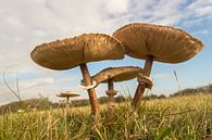 Mushrooms 4 van Elmar Marijn Roeper thumbnail