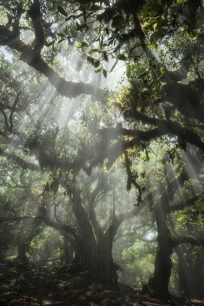 Fièvre de la jungle II par Martin Podt