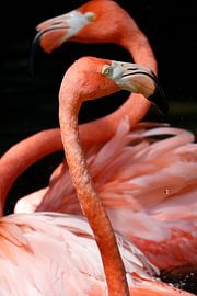 's de flamants roses au Mexique sur Meike Notermans