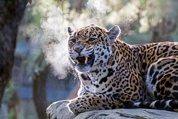 Jaguar by Edwin Butter