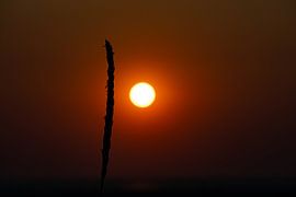 Coucher de soleil avec un seul brin d'herbe