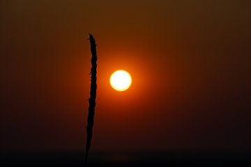 Sonnenuntergang mit einzelnem Grasshalm von David Esser