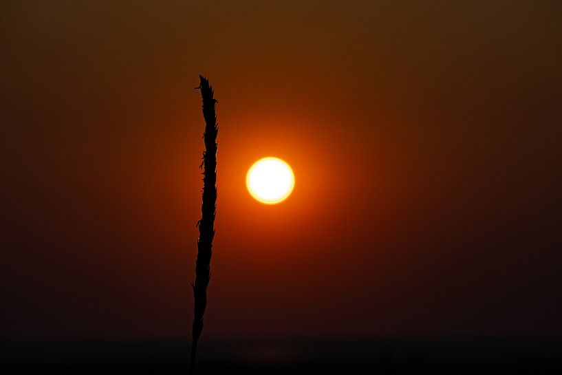 Zonsondergang met een enkele grasspriet van David Esser