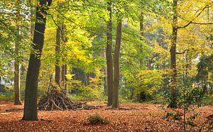 Herfst in het bos bij de Lage Vuursche van Corinne Welp