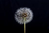 Dandelion on black