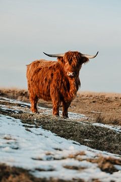 Schotse hooglander van Jietske Donders