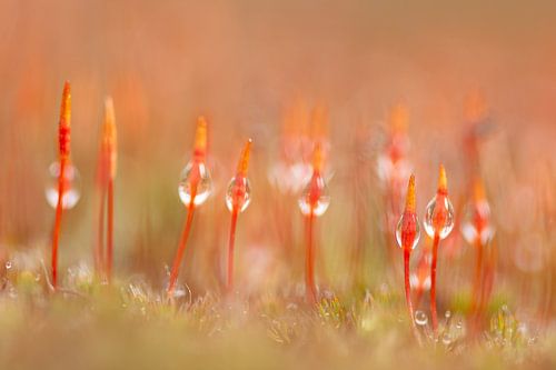 Die wilde Schönheit (Zottelhaarmoos) in den Dünen von Loonse und Drunense. von Susan van Etten