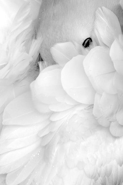 Schwarz-Weiß-Aufnahme eines träumenden Basstölpels (Morus bassanus) von AGAMI Photo Agency