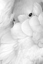 Schwarz-Weiß-Aufnahme eines träumenden Basstölpels (Morus bassanus) von AGAMI Photo Agency Miniaturansicht