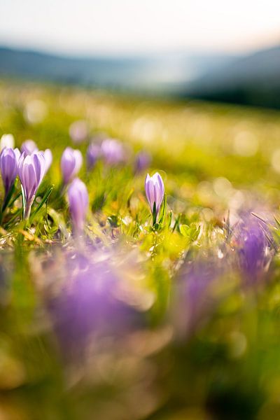 Crocus au Hündle avec vue sur le lac d'Alpsee par Leo Schindzielorz