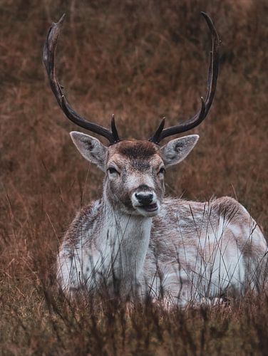 Un cerf, qui mâche, apprécie et se prélasse dans l'herbe.