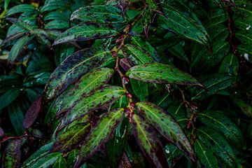 jungle blad van Iris Waanders