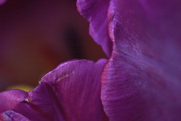 Tulp