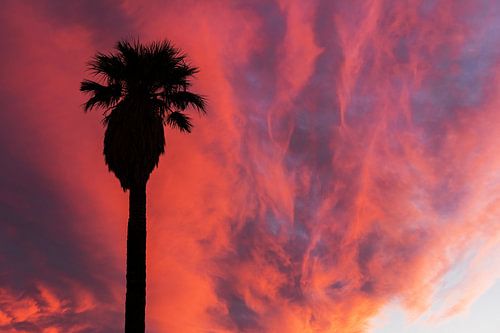 Palmiers et nuages roses