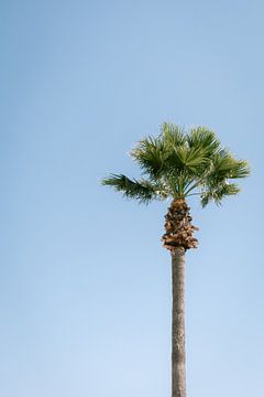 Palmier solitaire sur Marika Huisman fotografie