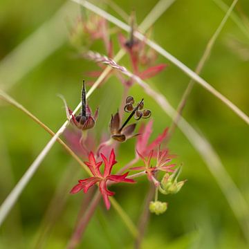 Wilde Blumen und Gräser von Bert Molenaar