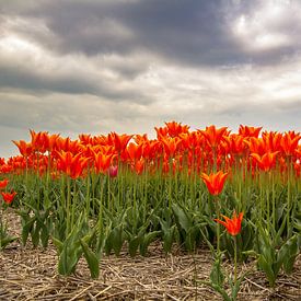 Nahaufnahme eines Tulpenzwiebelfeldes in Nordholland. von AdWF