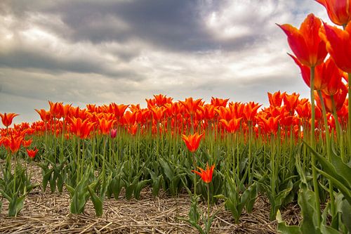 Close-up of a tulip bulb field in North Holland.