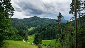 Black Forest - Above the forest and many trees and green meadows by adventure-photos