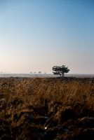 Lonely tree