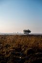 Lonely tree by Wytze Kiers thumbnail