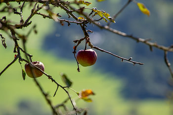 Stilleven van een appelboom met twee appels
