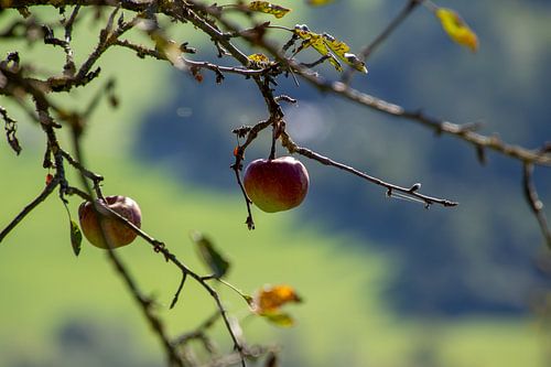 Stillleben eines Apfelbaums mit zwei Äpfeln von AdWF