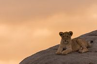 Leeuwenwelp op een rots in de zonsondergang