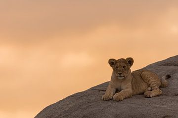 Leeuwenwelp op een rots in de zonsondergang van Ramon Vloon