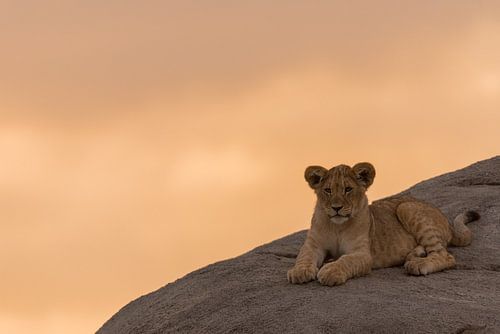 Lionceau sur un rocher au coucher du soleil