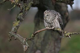 Chouette oursine (Strix uralensis) sur Ronald Pol