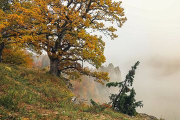 Point de vue Burgstall au-dessus de Fridingen avec vieux chêne, buisson de genévrier et brouillard - Parc naturel du Haut-Danube sur BlattArt - Christine Horn