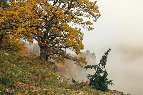 Burgstall uitkijkpunt boven Fridingen met oude eik, jeneverbesstruik en mist - Natuurpark Opper-Donau