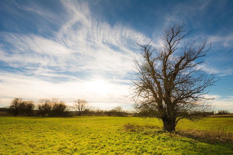 Lonely tree in a bavarian nature landscape by ManfredFotos