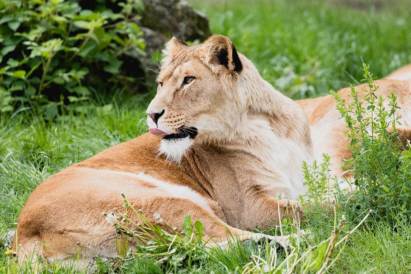 Lions on safari Beekse Bergen by Anne Zwagers