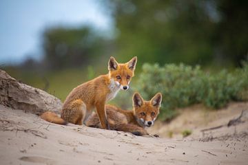 Brother and sister fox. by Maurice van de Waarsenburg