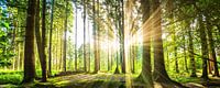 Beautiful forest