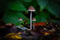 Trio de champignons