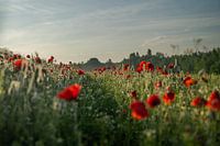 In the middle of the poppy field at sunrise