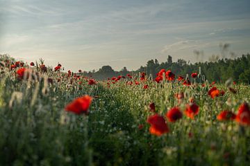 Midden in het klaprozenveld bij zonsopgang van Mandy Faulhaber