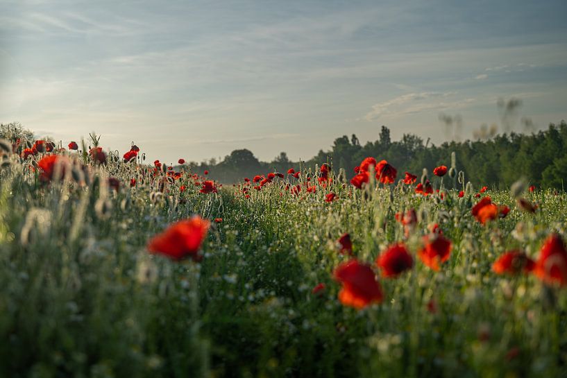 In the middle of the poppy field at sunrise by Mandy Faulhaber