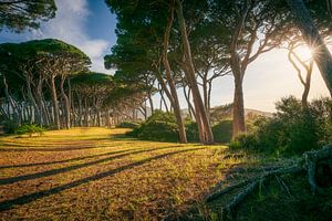 Pinienbäume bei Sonnenuntergang. Baratti, Toskana