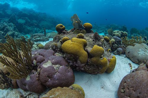 Brain Coral Yellow & Purple