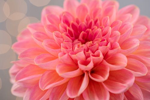 Dahlia flower with light bulbs in the background