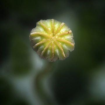 After the blooming is done
