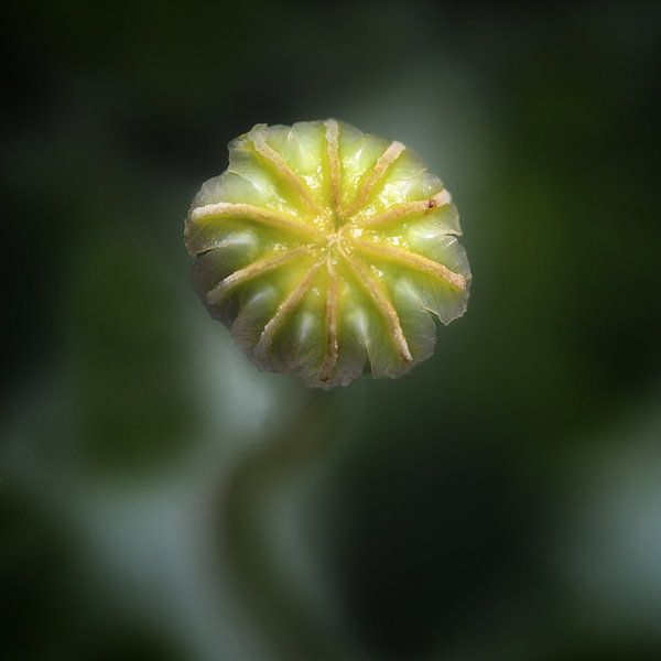 After the blooming is done by Ruud Peters